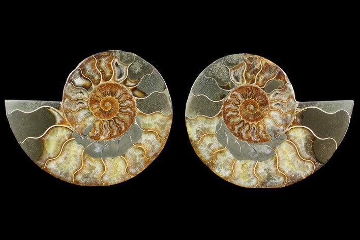 Bargain, Cut & Polished Ammonite Fossil - Madagascar #148057